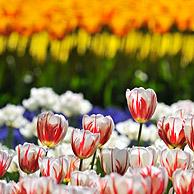 Colourful tulips (Tulipa sp.) in flower garden of Keukenhof, the Netherlands